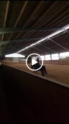 Customer video review of Harmony Bridle - anatomische gebisslose Trense mit Crystal Stirnband