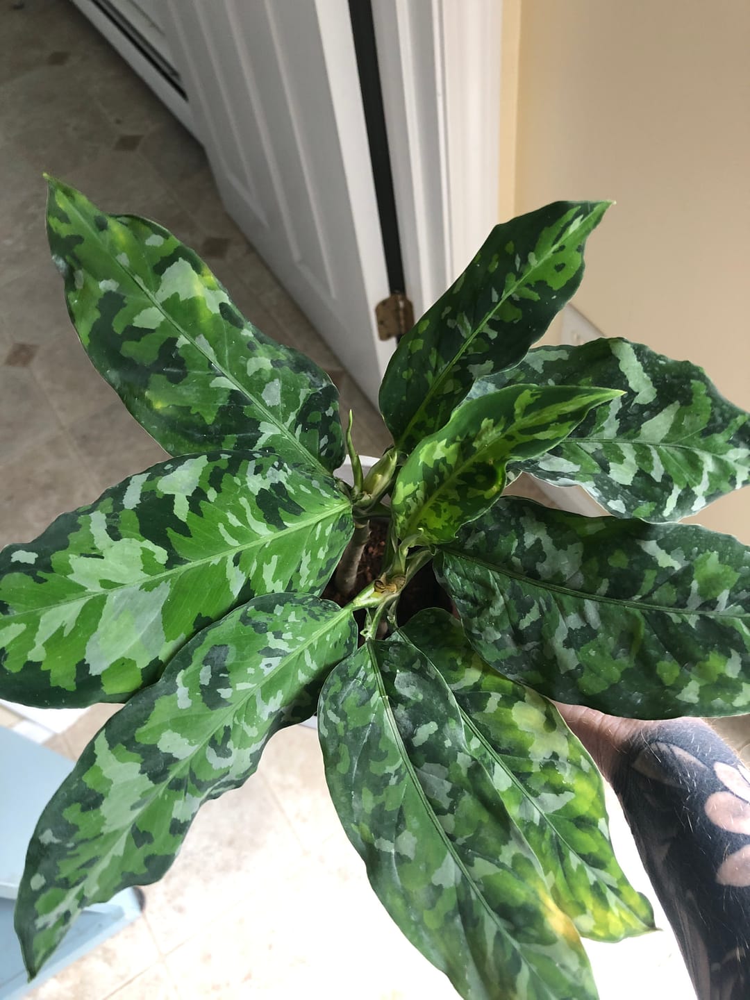 Customer photo review of Aglaonema pictum tricolor