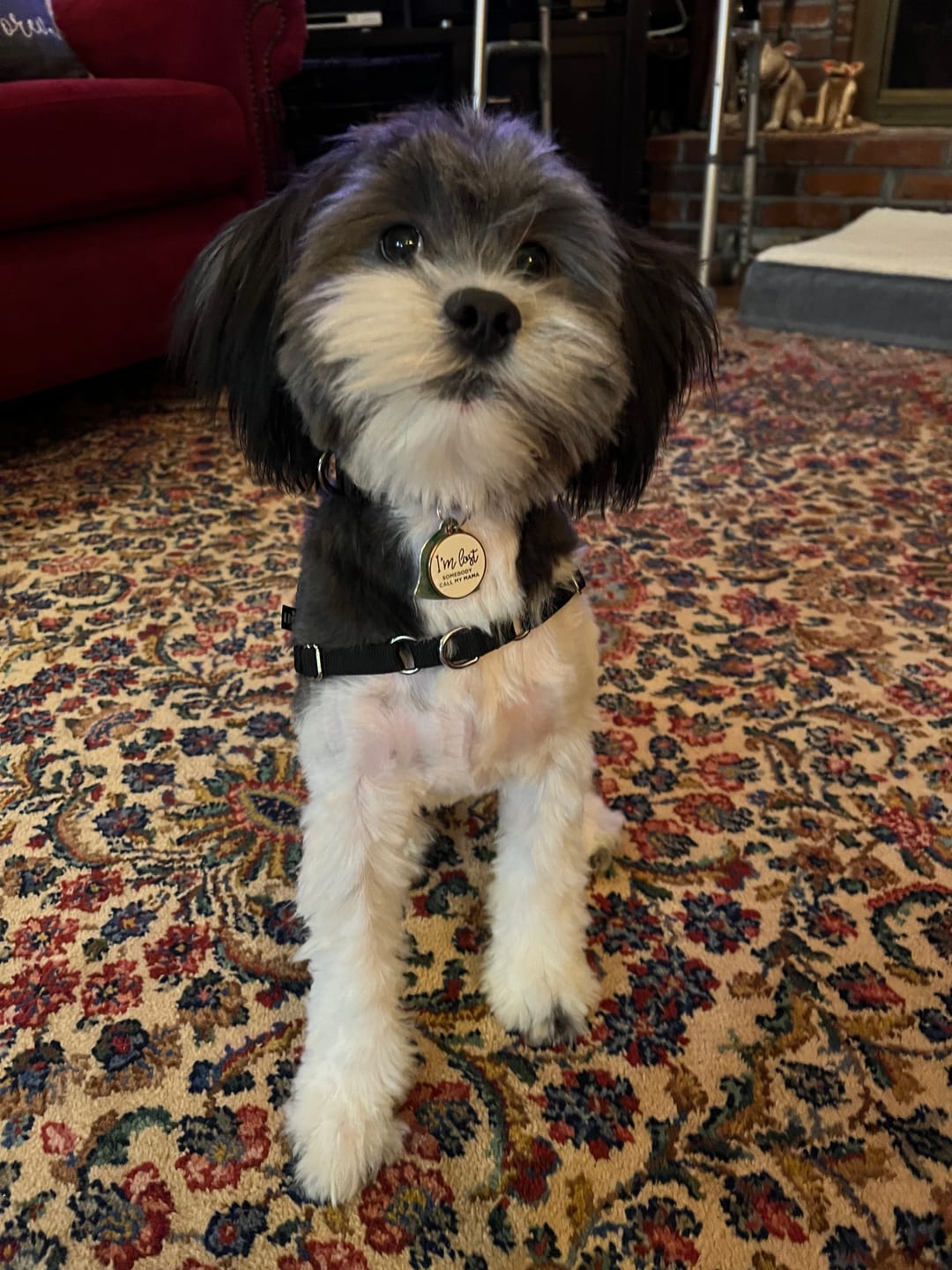 Customer photo review of furMe™️ Grooming Vacuum Filters & Blade Replacement Pack