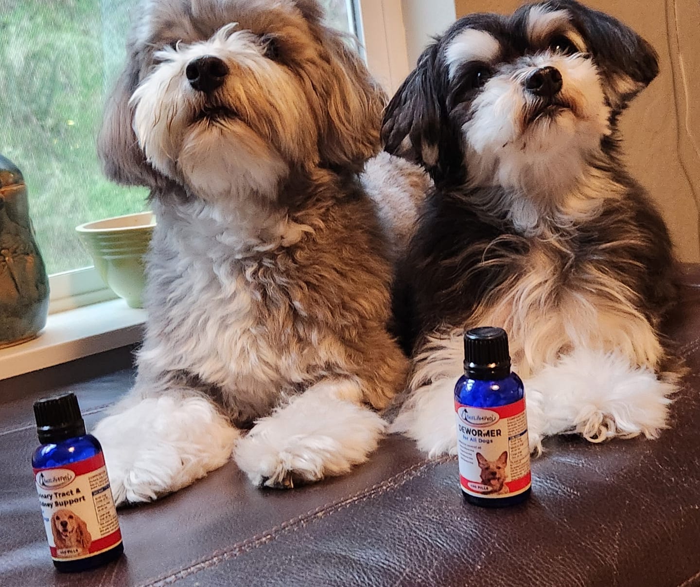 Customer photo review of Dewormer for Dogs - Broad Spectrum De-wormer for All Dogs, Large and Small Breeds