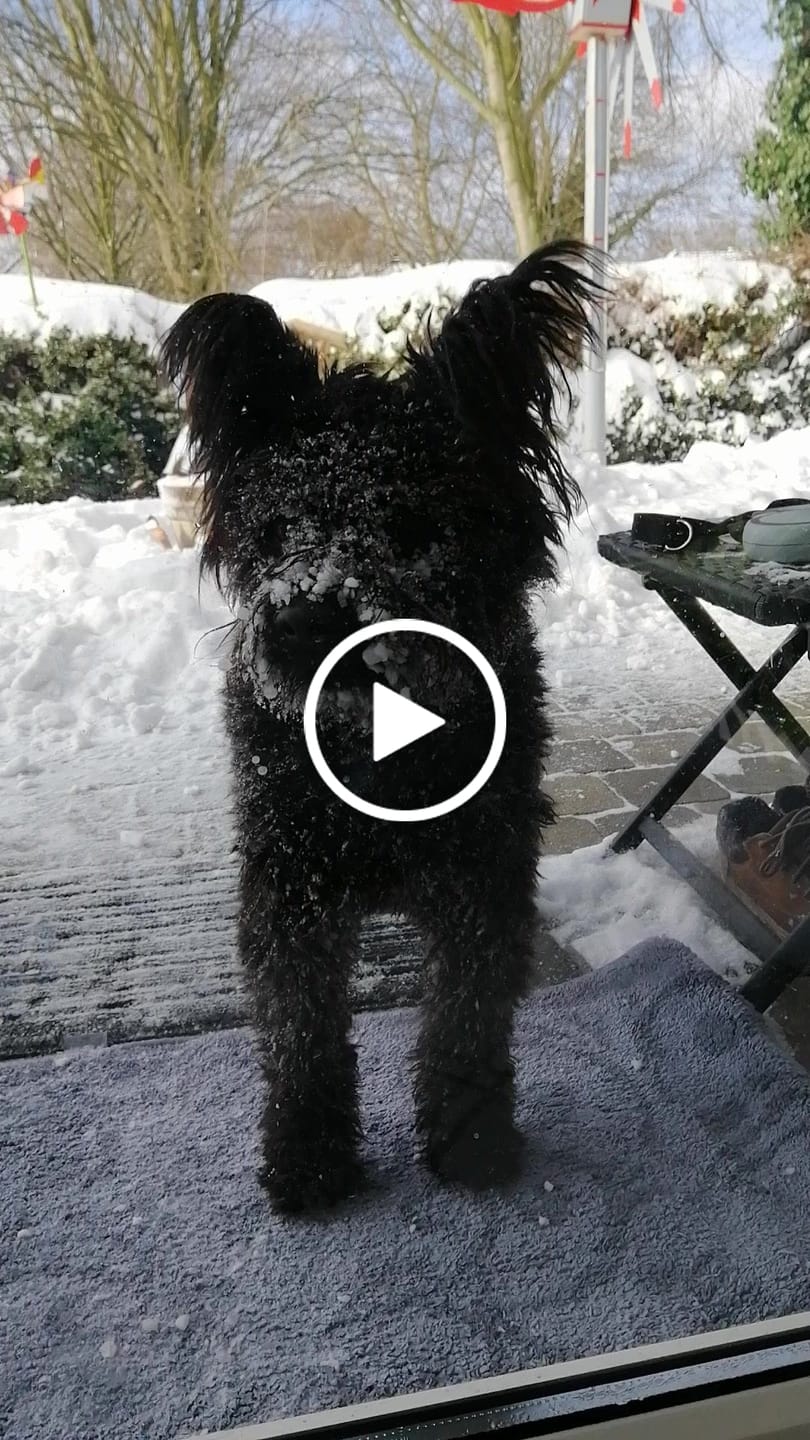 Customer video review of DNA Test Rassebestimmung Basic Hund