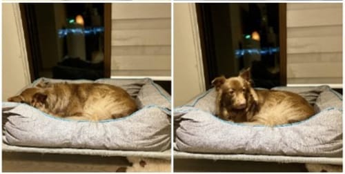 Customer photo review of DOGSONG 頂級可全拆寵物睡墊 寵物床