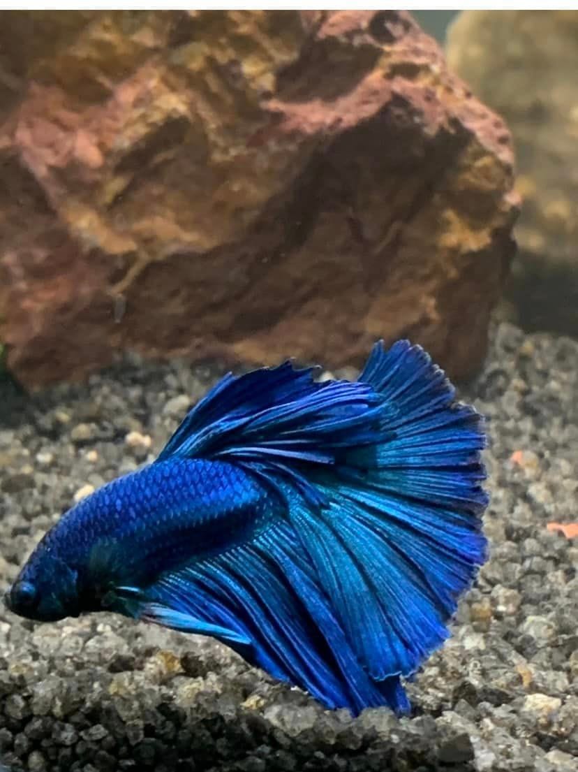 Customer photo review of Super Blue Halfmoon Male Betta Fish