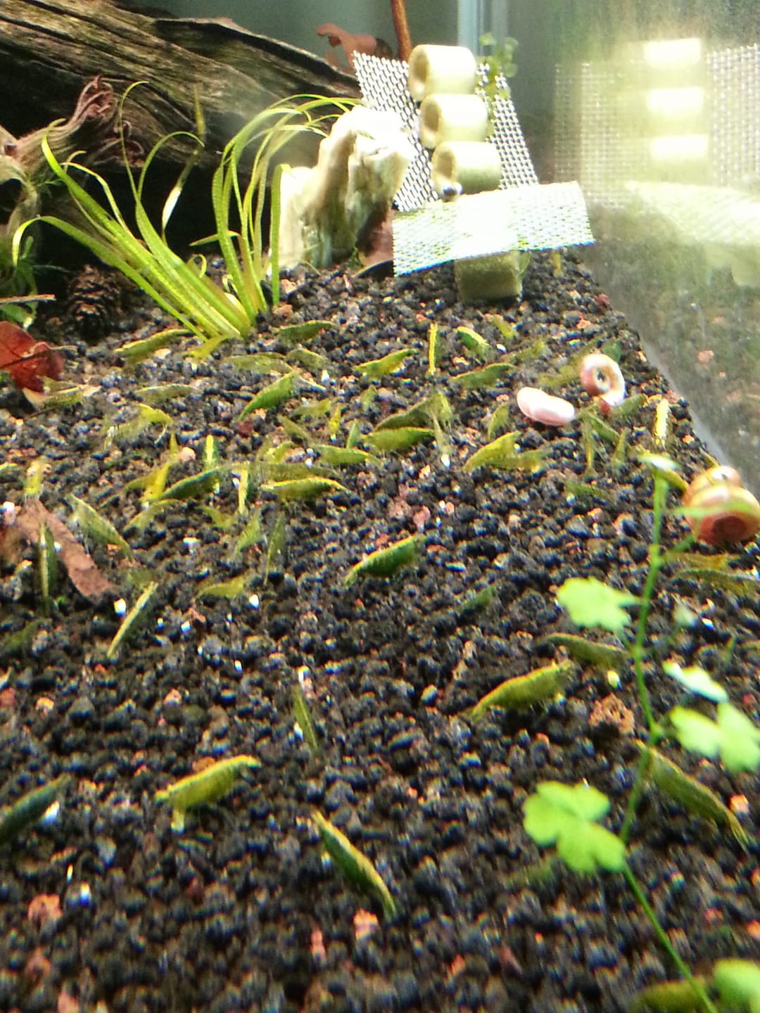 Customer photo review of Green Jade Neocaridina Shrimp