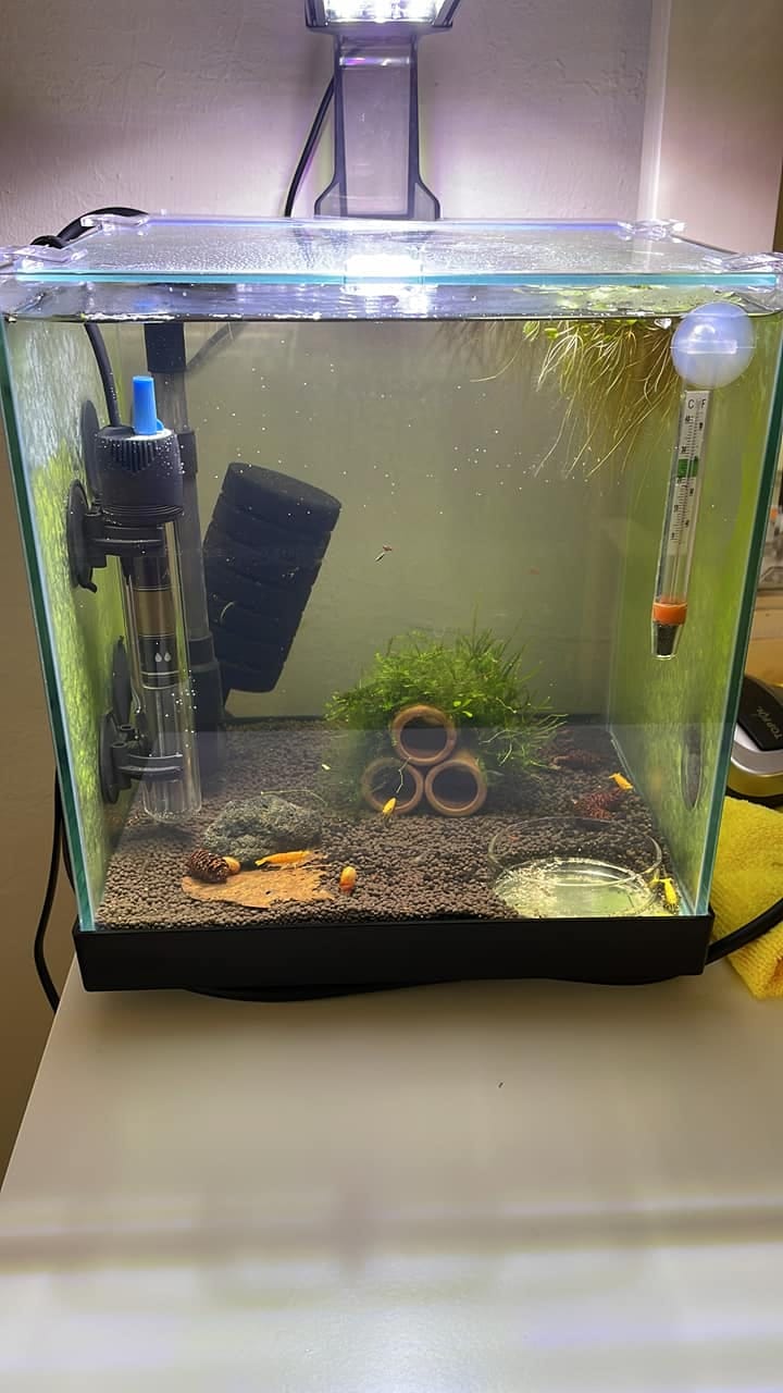 Customer photo review of Golden Neocaridina Shrimp
