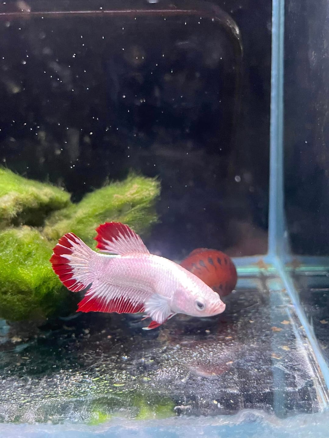 Customer photo review of Snow Dragon Plakat Male Betta Fish