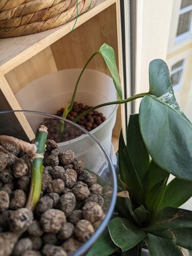 Customer photo review of SUBSTRAT - SPHAGNUM MOOS
