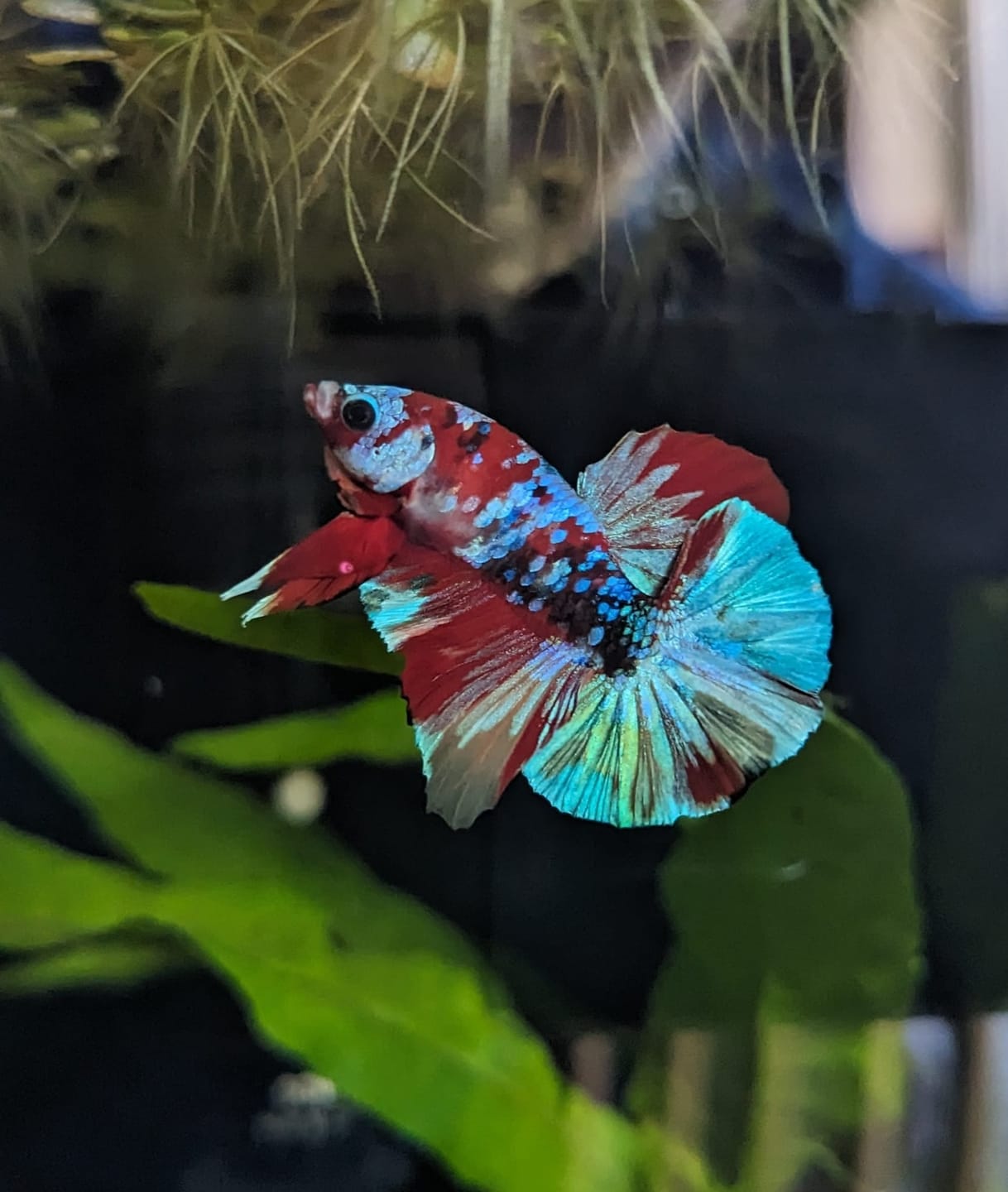 Customer photo review of Koi Red Galaxy Male Betta Fish High Grade | Buy 4 Get 1 Free | Mystery Betta
