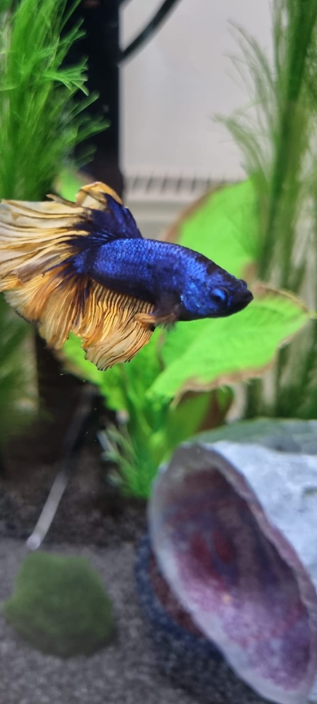 Customer photo review of Mustard Gas Blue Halfmoon Male Betta Fish