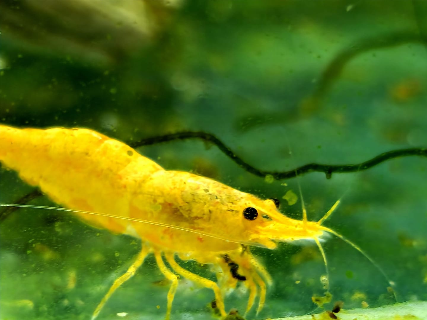 Customer photo review of Golden Neocaridina Shrimp