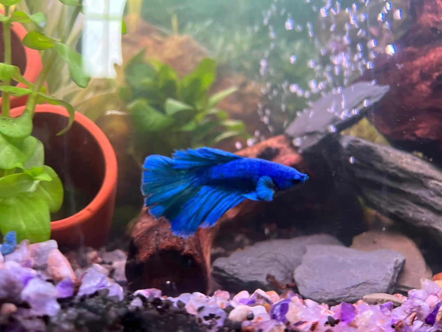 Customer photo review of Super Blue Halfmoon Male Betta Fish