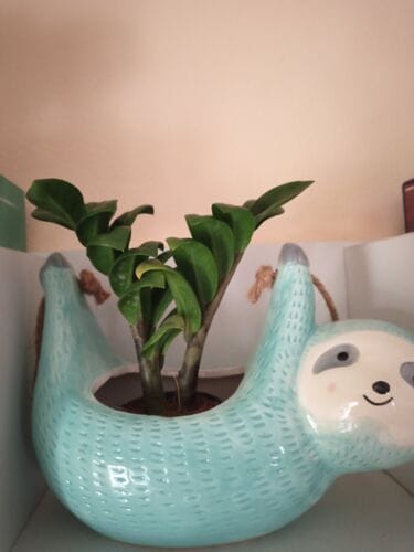 Customer photo review of ZAMIOCULCAS ZENZI