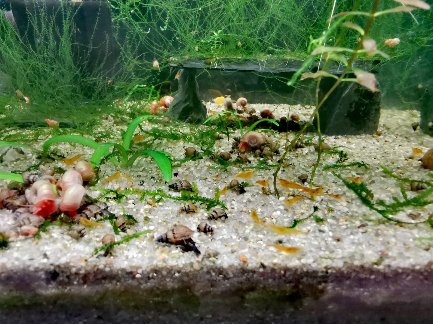 Customer photo review of Golden Neocaridina Shrimp