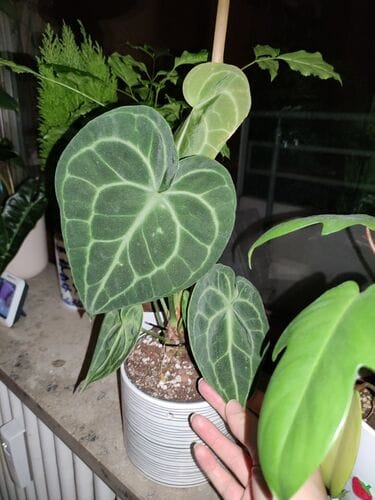 Customer photo review of PHILODENDRON GLORIOSUM