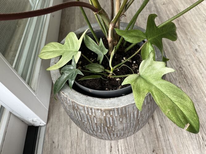 Customer photo review of PHILODENDRON FLORIDA GHOST