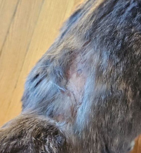 Customer photo review of Healthy Skin for Cats - Cat Miliary Dermatitis, Skin Allergy & Cat Scabs Remedy