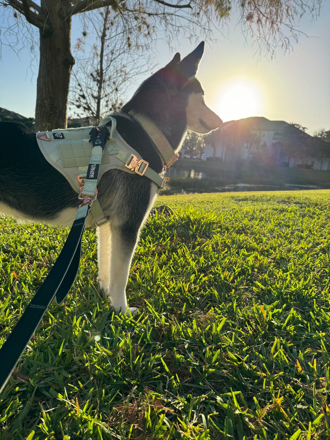 Customer photo review of HNTR 3.0 Dog Harness - Honeydew