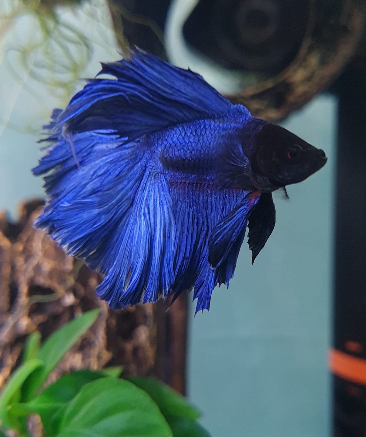 Customer photo review of Super Blue Halfmoon Male Betta Fish