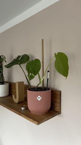 Customer photo review of PHILODENDRON BLACK CARDINAL