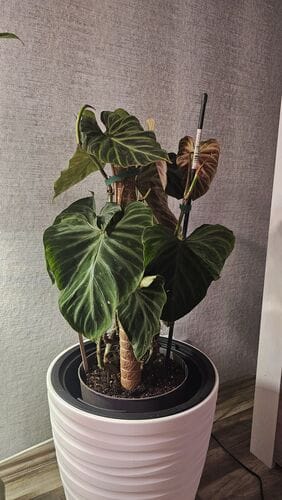 Customer photo review of PHILODENDRON GLORIOSUM