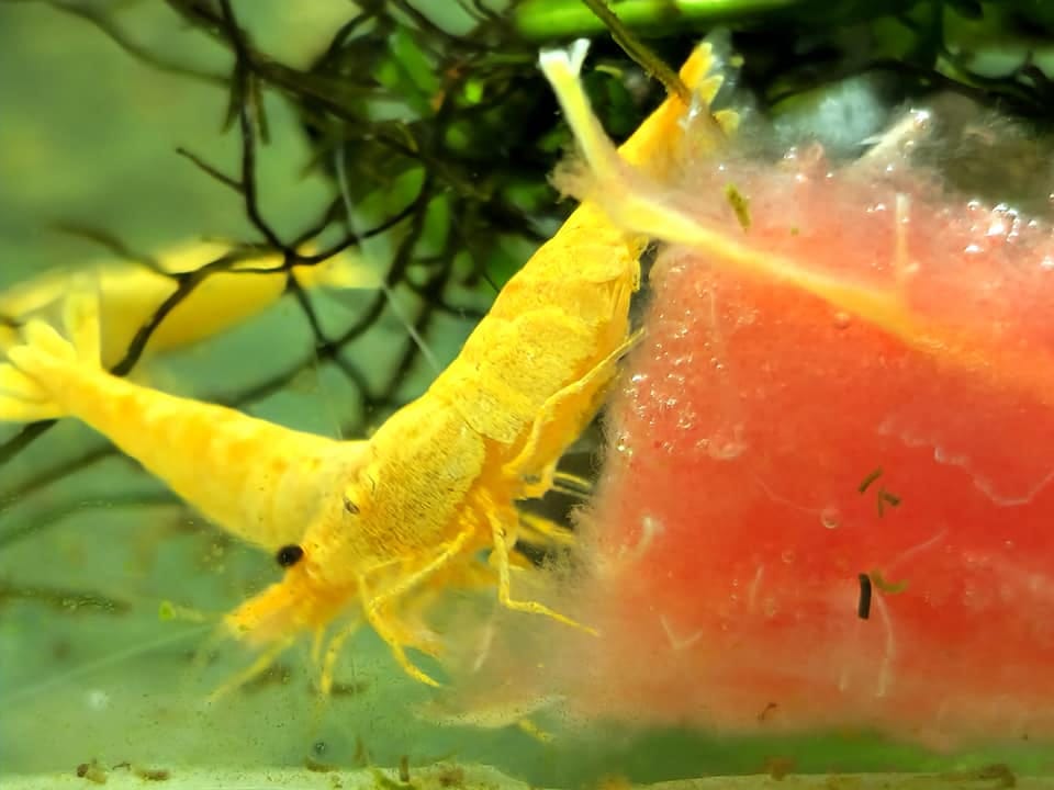 Customer photo review of Golden Neocaridina Shrimp