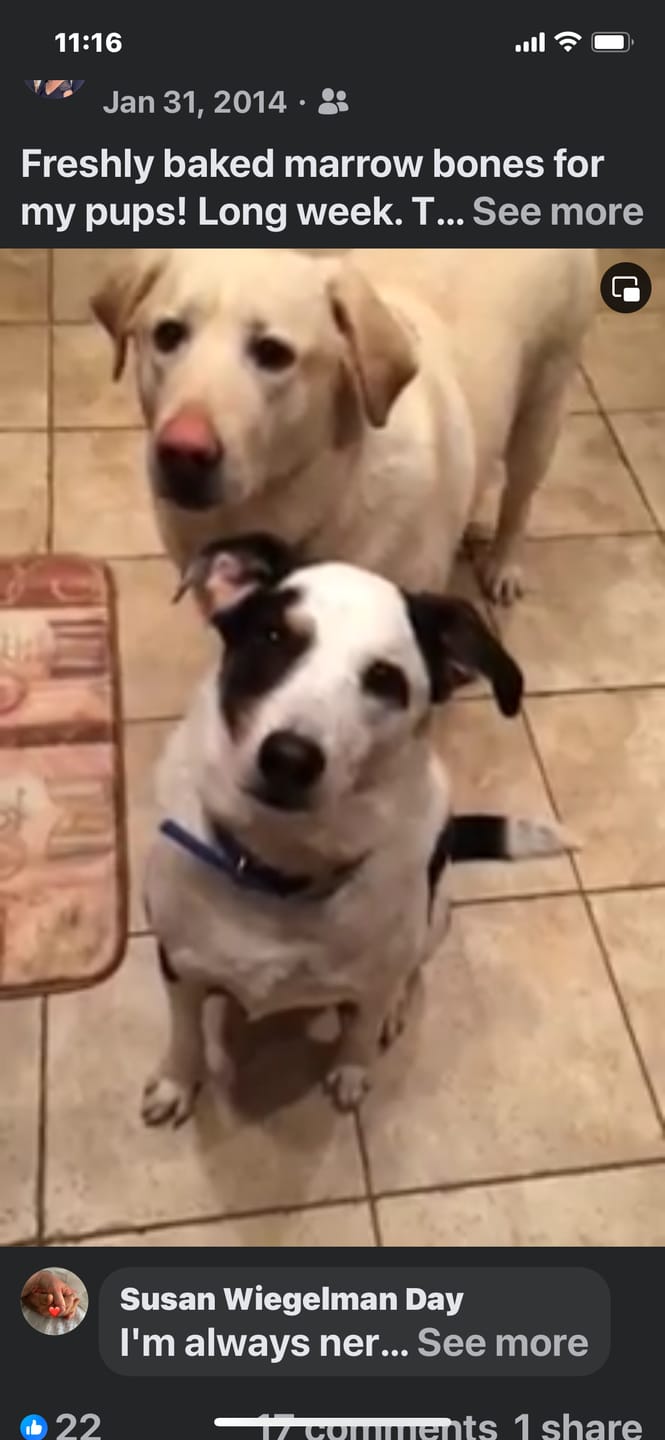 Customer photo review of Breathe Easy for Dogs - Respiratory Support and Kennel Cough Remedy