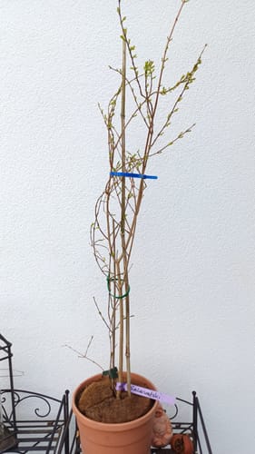 Customer photo review of Punica granatum "Salavatski" 80-110 cm / 4-6 Lt.Topf