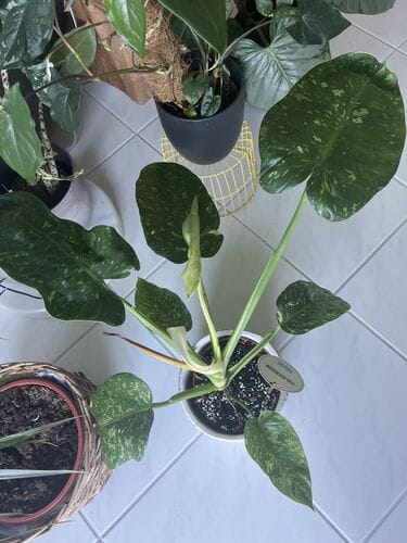 Customer photo review of PHILODENDRON JOSE BUONO