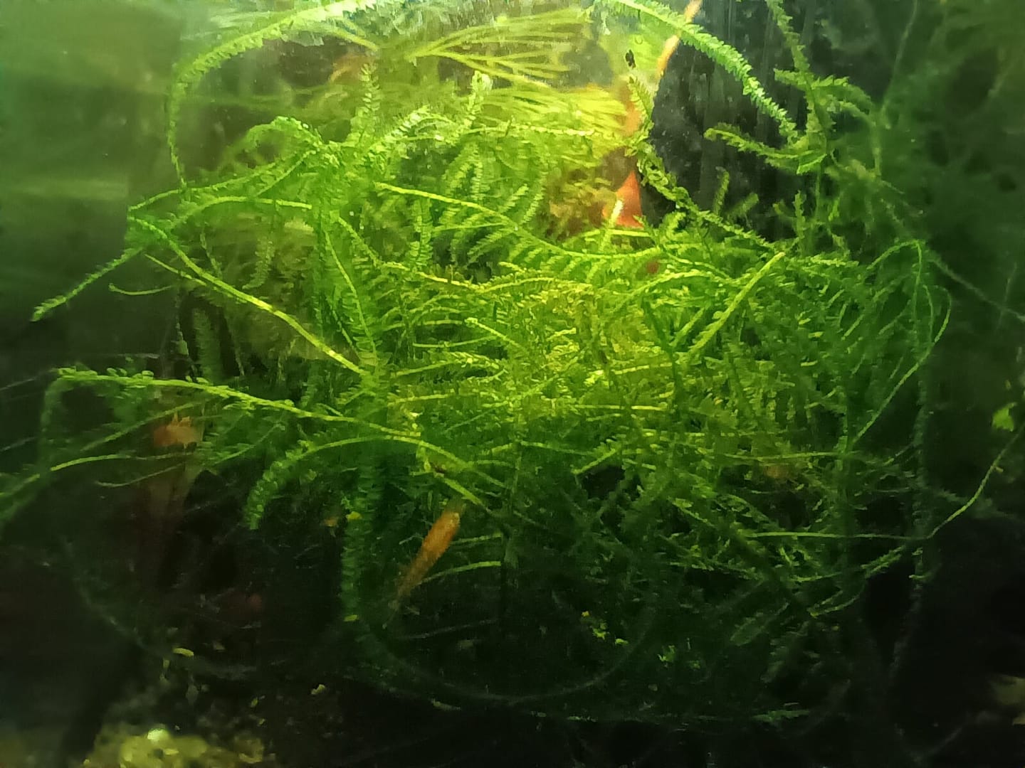 Customer photo review of Golden Neocaridina Shrimp