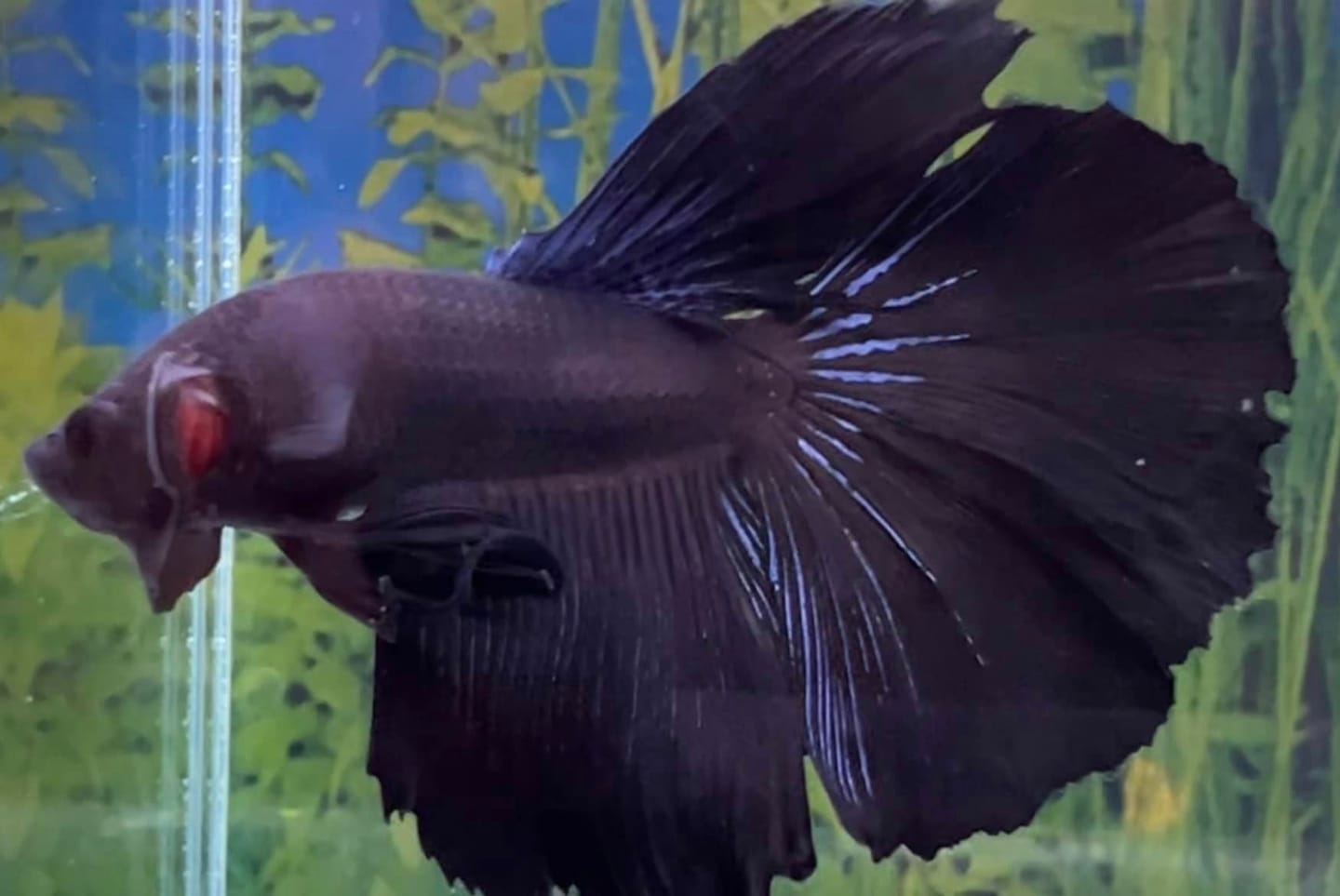 Customer photo review of Super Black Halfmoon Male Betta Fish