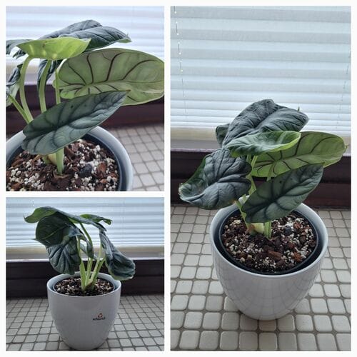 Customer photo review of ALOCASIA SILVER DRAGON