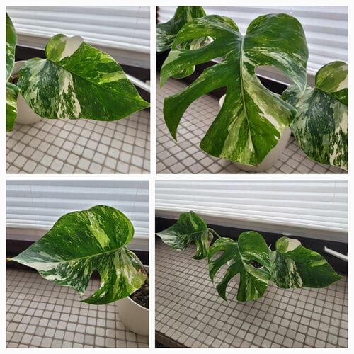 Customer photo review of MONSTERA DELICIOSA VARIEGATA