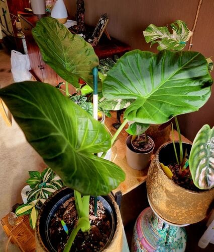 Customer photo review of ALOCASIA REGAL SHIELD