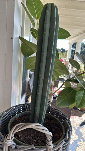 Customer photo review of Bertha x Scopulicola | Trichocereus Bridgesii x Scopulicola Hybrid