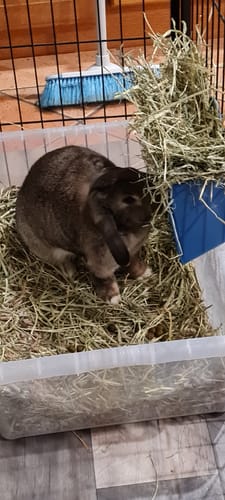 Customer photo review of Timothy Hay Box 'Blend'