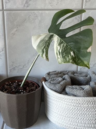 Customer photo review of MONSTERA DELICIOSA VARIEGATA