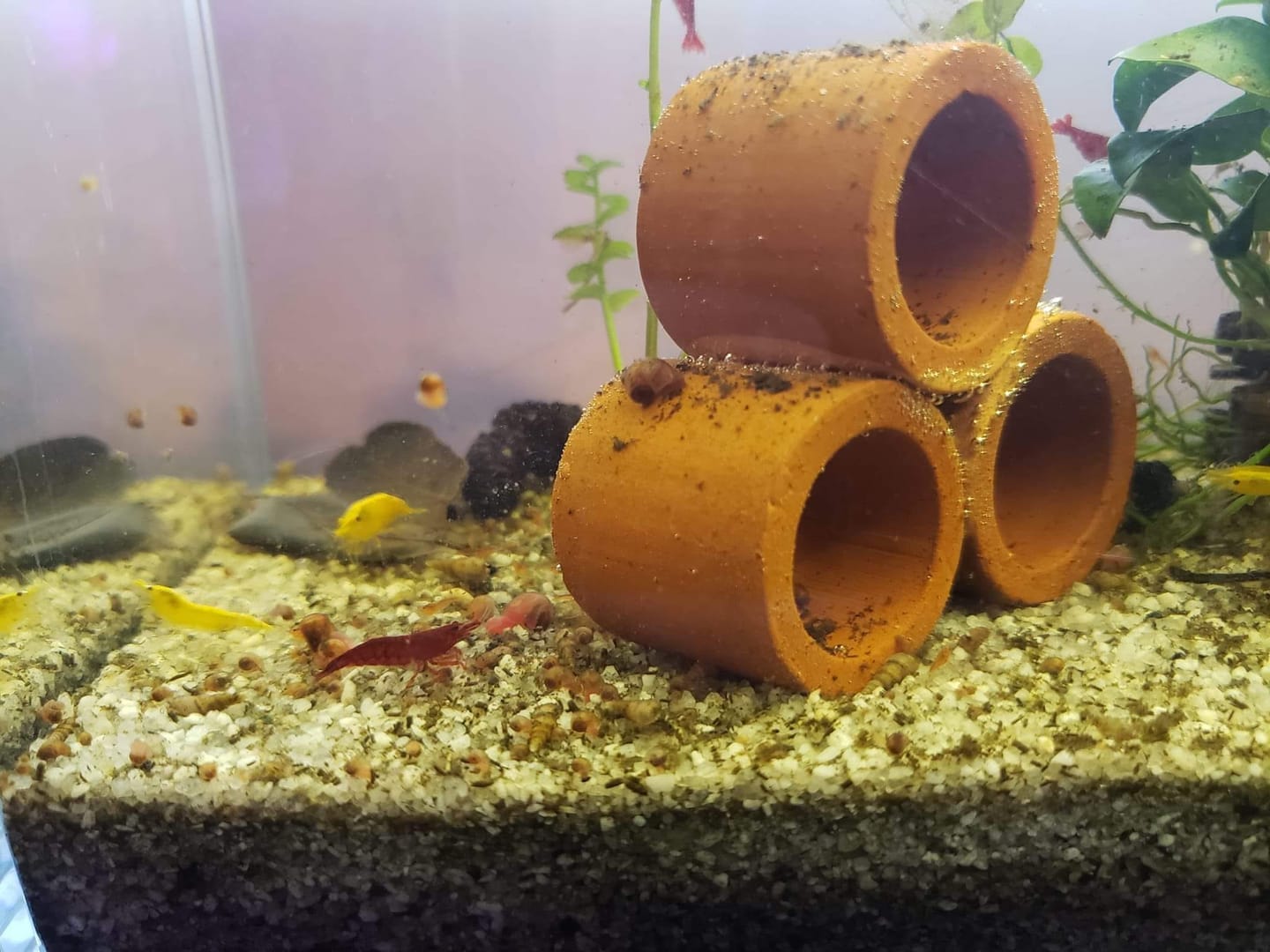 Customer photo review of Golden Neocaridina Shrimp