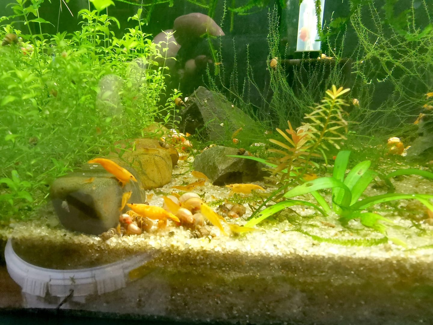 Customer photo review of Golden Neocaridina Shrimp