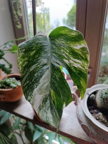 Customer photo review of MONSTERA DELICIOSA VARIEGATA
