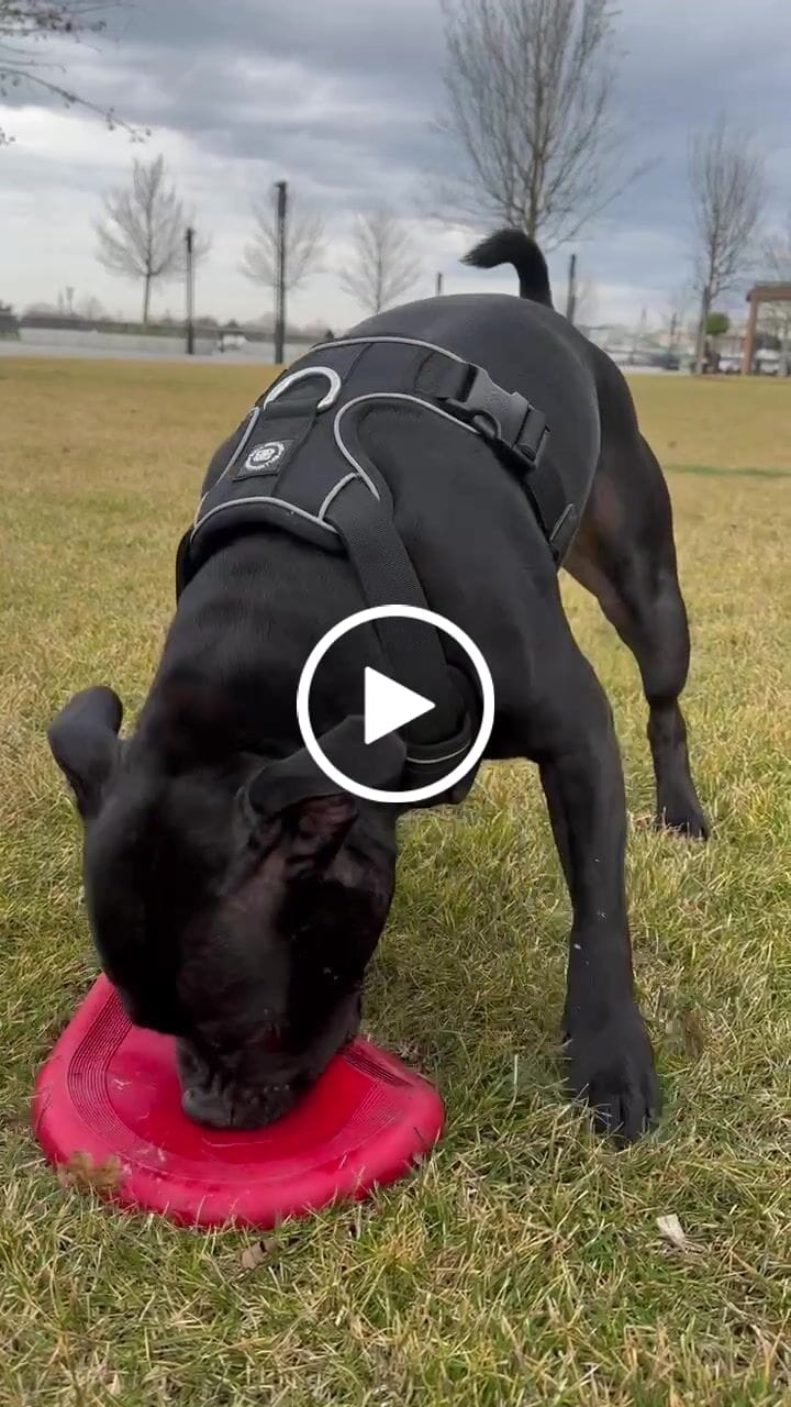 Customer video review of Premium Comfort Harness | Non Restrictive & Adjustable - Black v2.0