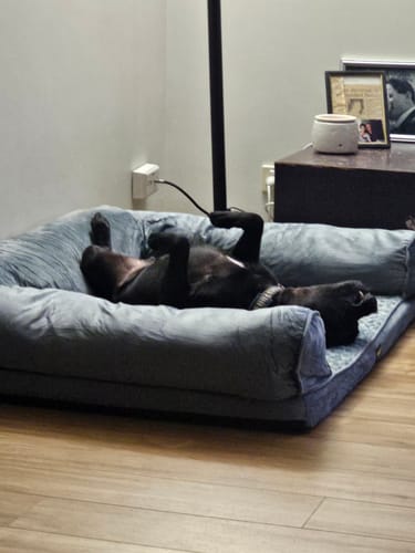 Customer photo review of PaWz Premium Pet Sofa Bed