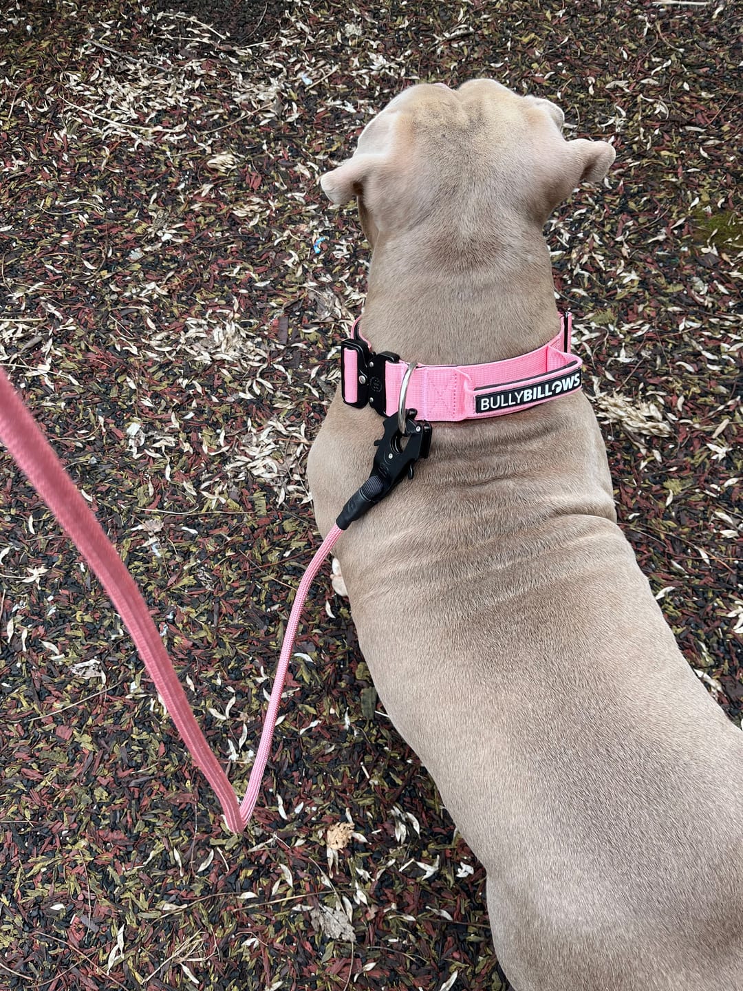 Customer photo review of 5cm Combat® Collar | With Handle & Rated Clip - Pink v2.0