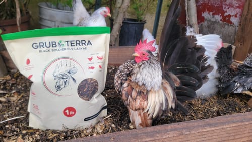 Customer photo review of GrubTerra Dried Larvae