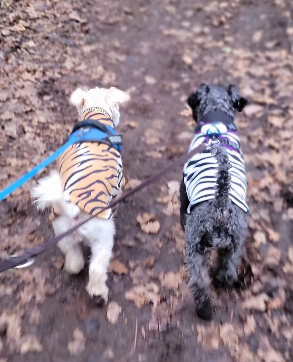 Customer photo review of Tiger Anti Pill Polar Fleece Fabric
