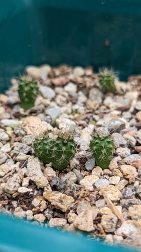 Customer photo review of Horticultural Pumice | Soil Amendment
