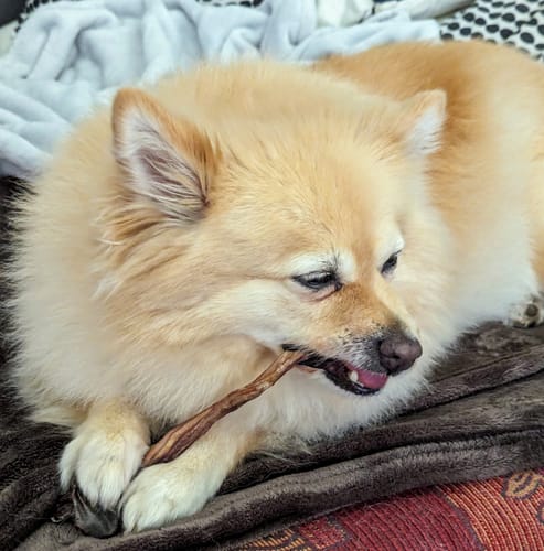 Customer photo review of Kangaroo Tendons - Natural Dental Chews!