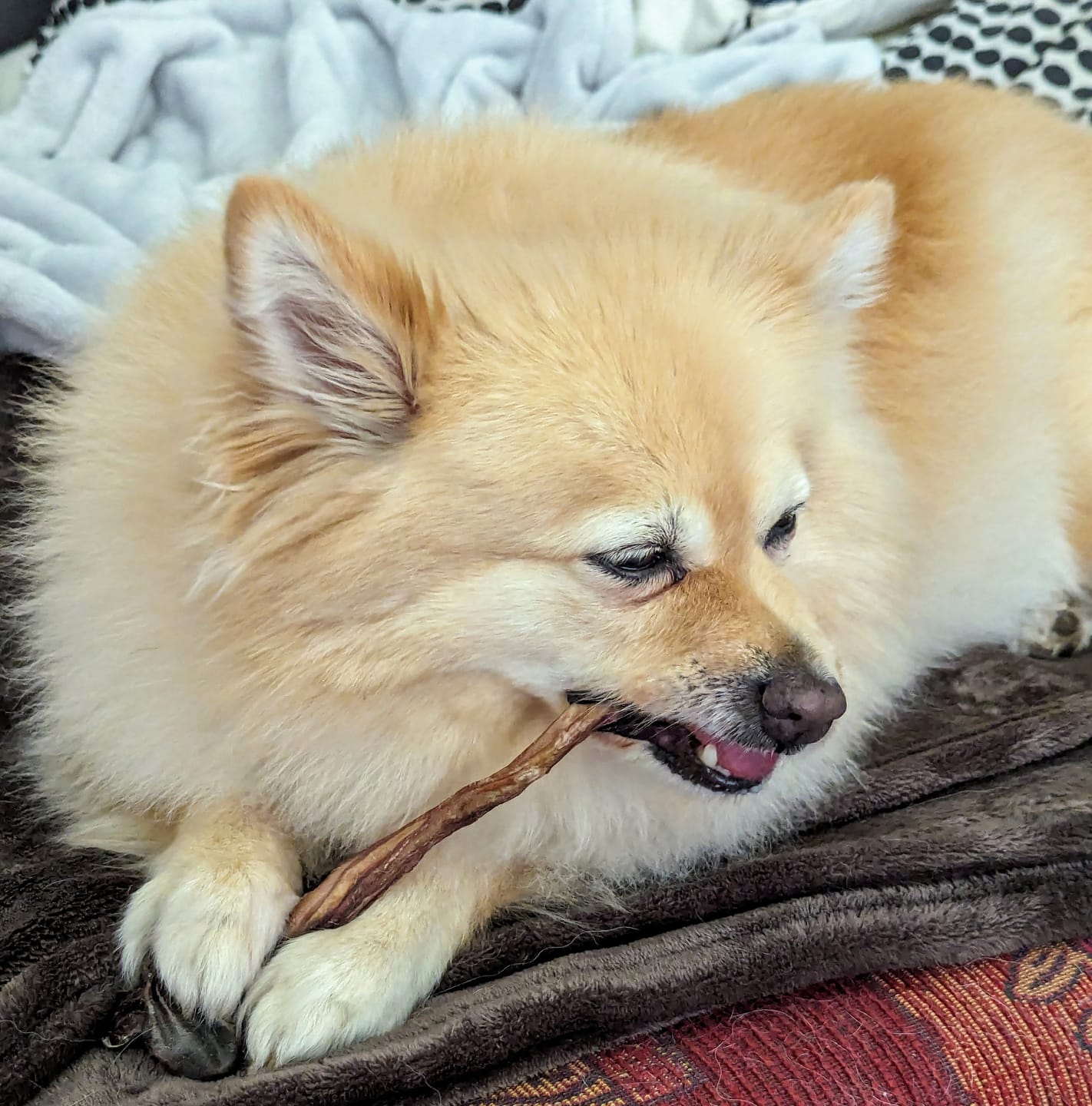 Customer photo review of Kangaroo Tendons - Natural Dental Chews!