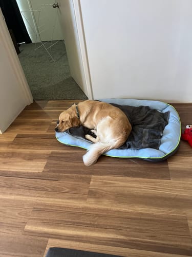Customer photo review of PaWz Pet Cooling Sofa Bed