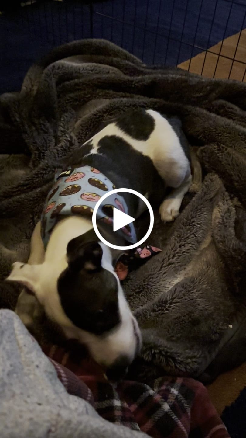 Customer video review of 12 Inch Beef Trachea