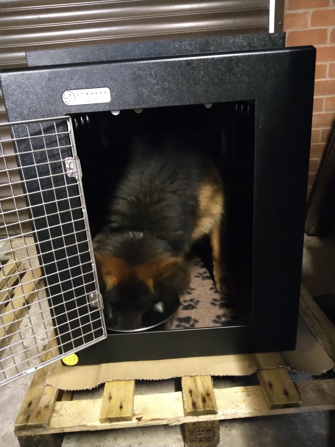 Customer photo review of DT Box Dog Car Travel Crate - The DT 600